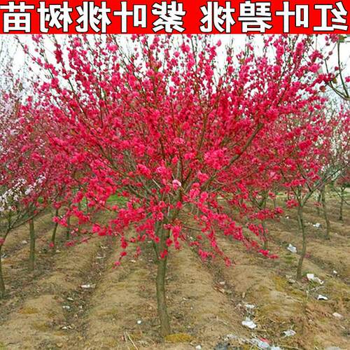 观赏桃花树 重瓣红花紫叶桃碧桃树苗 适合南北方行道树庭院种植