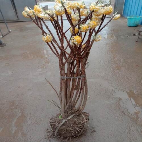 结香花苗丛生结香大苗室外浓香花卉植物室外庭院绿化喜花打结花梦