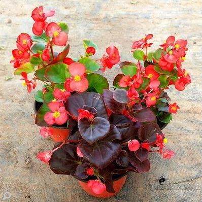 四季海棠花四季开花盆栽 丽格海棠 玫瑰竹节海棠玻璃翠带花发货
