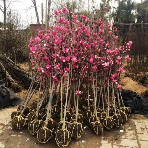 紫玉兰树苗盆栽花卉大型室外别墅庭院绿化地栽耐寒四季红黄白玉兰