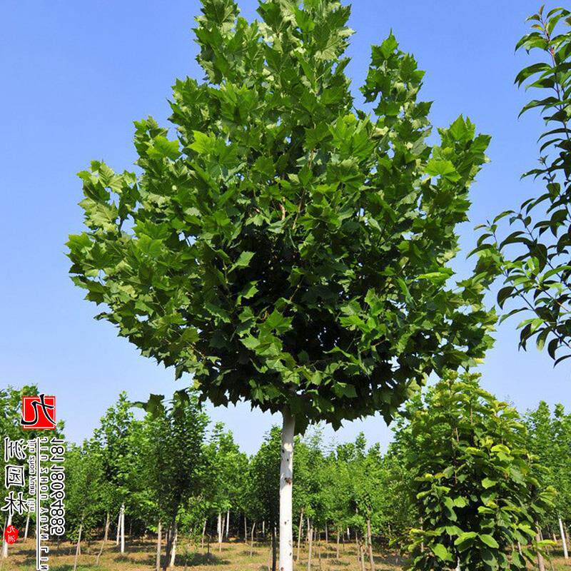 悬铃木树苗法桐庭院风景行道树园林绿化苗木中国青桐树法国梧桐树