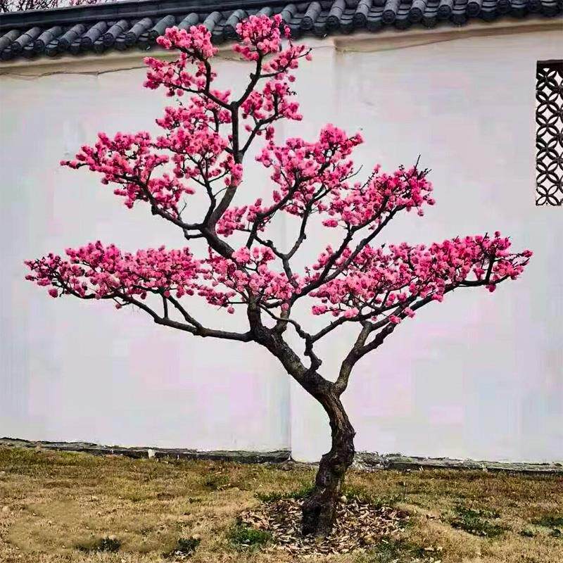 梅花树苗盆栽红梅树腊梅盆景腊梅花老桩耐寒植物庭院四季玉蝶龙游