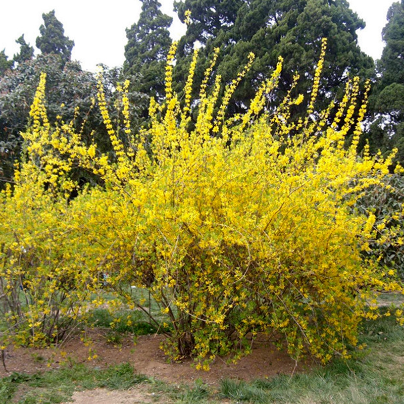 连翘花苗迎春花小苗丛生黄老虎树状树苗庭院地栽爬藤植物阳台花卉
