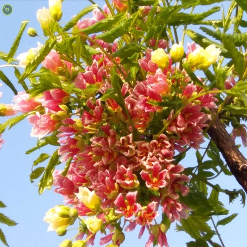 文冠花树苗盆栽地栽文冠盆栽庭院别墅南北方种植文官树四季长青植