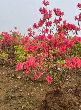 映山红杜鹃花盆栽老桩耐寒庭院