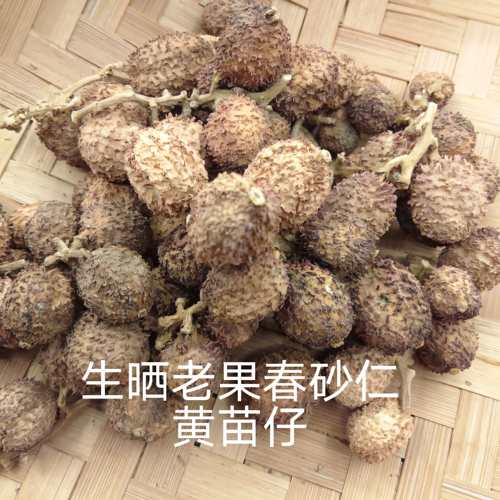 正宗生晒春砂仁干果100g阳春特产老果黄苗仔砂仁2025新果皮薄味浓