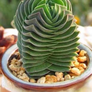 奇趣迷你多肉植物方塔多头群生肉肉植物稀有品种懒人室内阳台盆栽