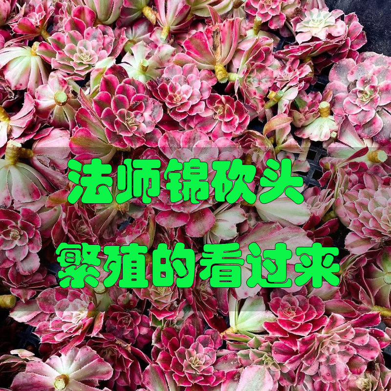 法师锦砍头50个大棚繁殖母本嫁接美杜莎女巫倾城欧佳丽花纳粉黛