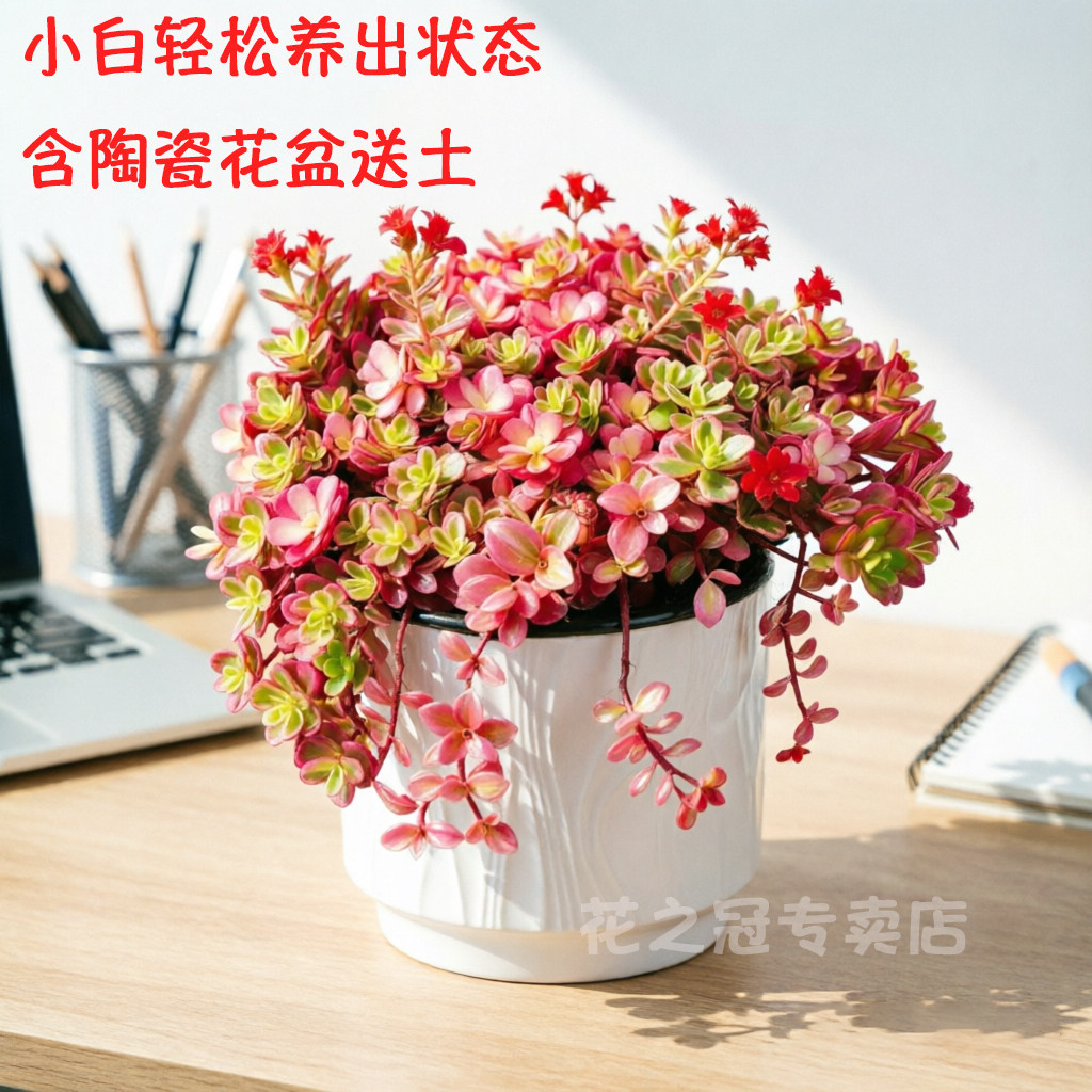 太阳花锦马齿苋 多肉植物四季好养开花型桌面庭院美观绿植花卉