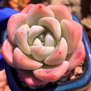 冰玉 奶油冰玉冰淇淋月影系萌肉组合多肉植物盆栽办公室一物一拍