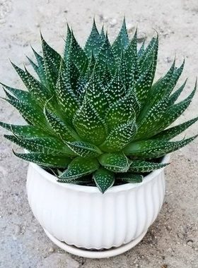美观易养护可水培会开花盆栽