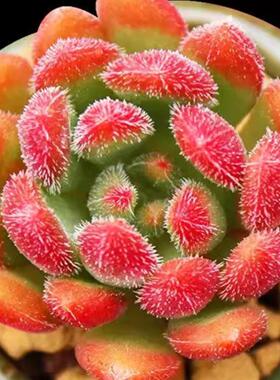 红色多肉植物【毛叶莲红唇】多肉植物室内盆栽创意迷你植物花卉萌