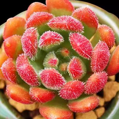 红色多肉植物【毛叶莲红唇】多肉植物室内盆栽创意迷你植物花卉萌