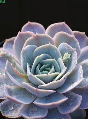 蓝色惊喜群生多肉老桩植物阳台办公室小萌物肉肉植物高品质颜色正