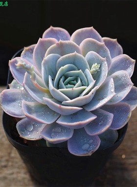 蓝色惊喜群生多肉老桩植物阳台办公室小萌物肉肉植物高品质颜色正