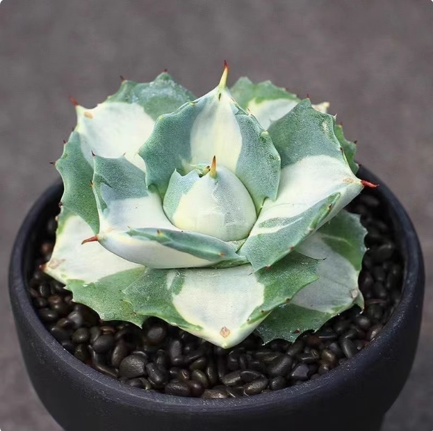 王妃雷神白中斑 龙舌兰科多肉植物小盆栽 变异花卉植物好养大