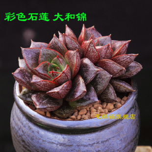 多肉小盆栽大和锦多肉植物多肉超萌肉肉群生办公室