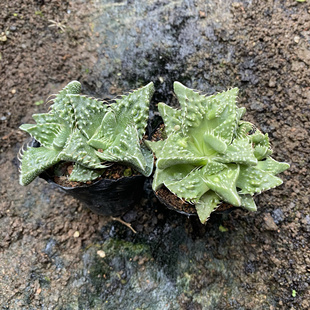 特价多肉植物怒涛四海波番杏科趣味丑萌创意绿植新手好养花卉盆栽