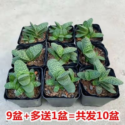 子宝多肉植物元宝室内桌面造型元宝肉肉创意小盆栽花卉