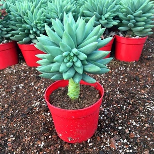 玉珠莲千佛手多肉肉植物小老桩玉珠帘绿植花卉盆栽夏季耐旱