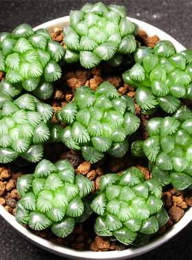 姬玉露多肉植物十二卷属玉露水晶玉露冰灯月影寿肉肉套餐组合盆栽