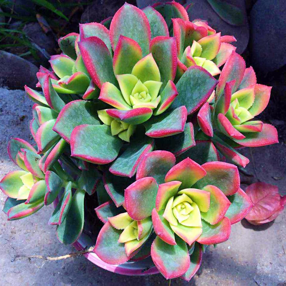 艳日辉捧花多肉植物法师老桩