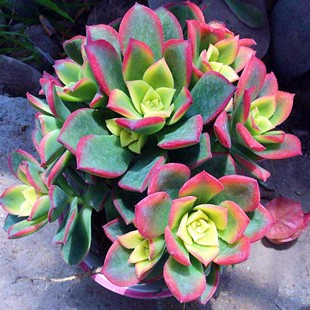 艳日辉多头老桩艳日辉捧花多肉植物法师老桩新手好养桌面绿植花卉