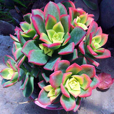 艳日辉捧花多肉植物法师老桩