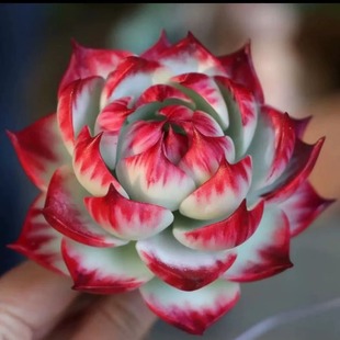 惊鸿仙子多肉植物新品 贵货精品花卉盆栽绿植好养组合肉肉拉丝肉肉