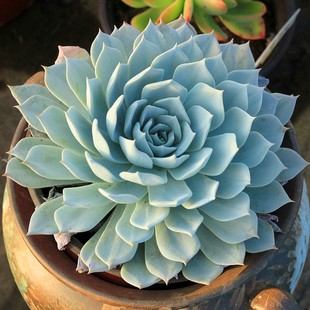 薄叶蓝鸟多肉植物组合盆栽肉肉植物云南直发大颗好养新手新品