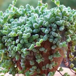 碧玉莲多肉植物开花盆栽新手好养肉肉植物室内创意花卉盆栽绿植