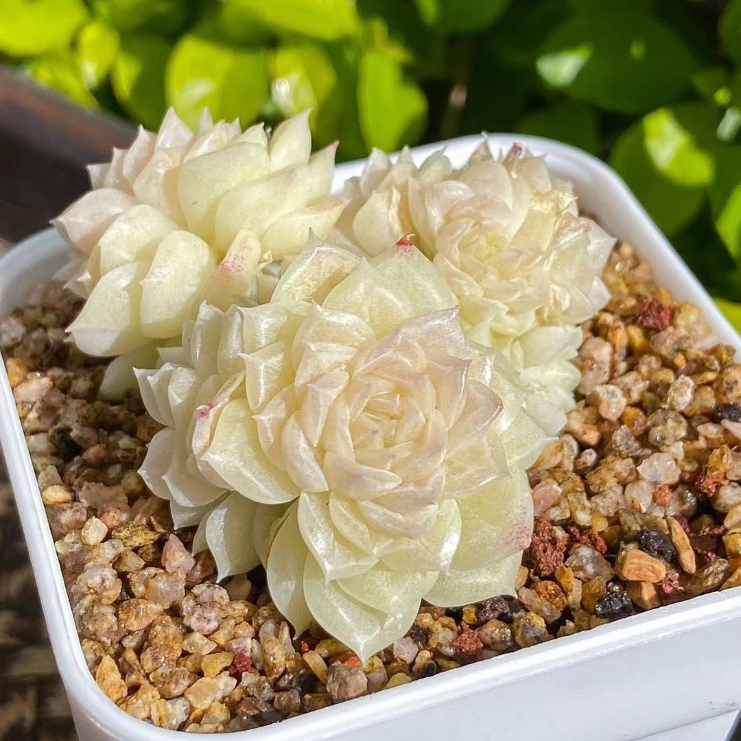 白天鹅 多头群生多肉植物女王麦秆月影类新品稀有小贵货