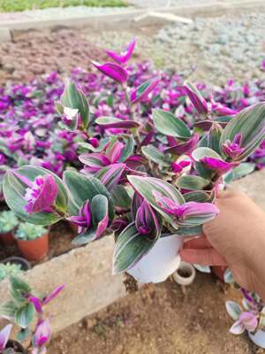 油画婚礼吊兰大棵多肉锦紫