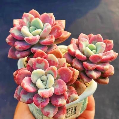 多肉植物绿植盆栽花斑鹿双头带血斑粉色多肉