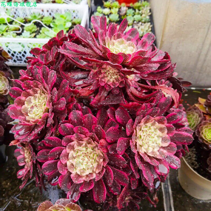 木质老桩大颗稀有法师变异覆轮锦水墨画法师老桩盆栽多肉植物