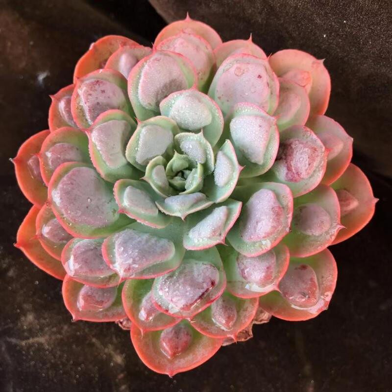 多肉老桩大盆大颗七彩宝塔雨滴带瘤子稀有单头多肉植物盆栽