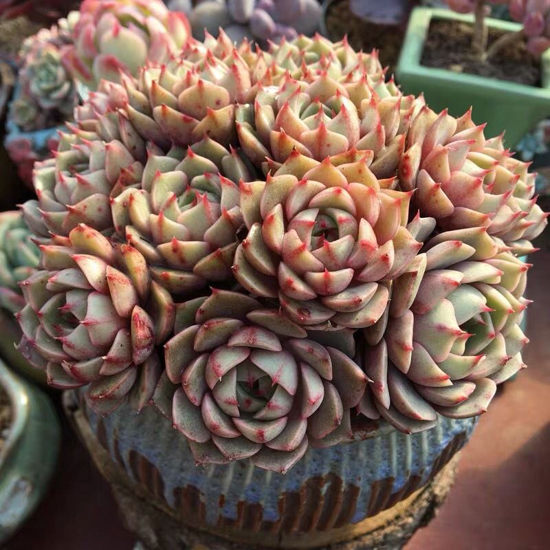 苯巴蒂斯多肉植物贵货
