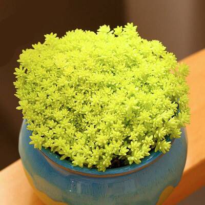 多肉植物黄金万年草多肉薄雪万年草肉肉植物办公室绿植花卉