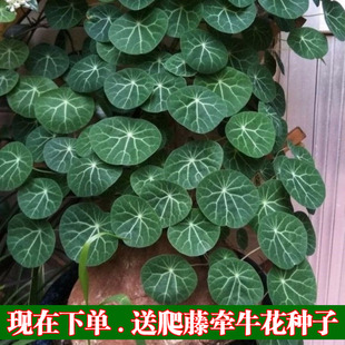 红藤圆叶山乌龟千金藤盆栽金不换阳台室内外绿植爬藤大叶铜钱草