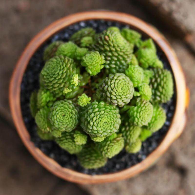 多肉植物瑞典魔男魔南伏地魔多头易爆盆办公室净化空气组合盆栽
