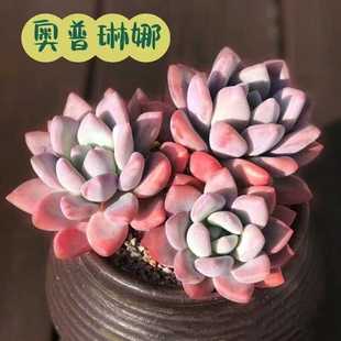 奥普琳娜多肉植物老桩群生厚叶肉肉奥胖室内阳台桌面绿植花卉盆栽