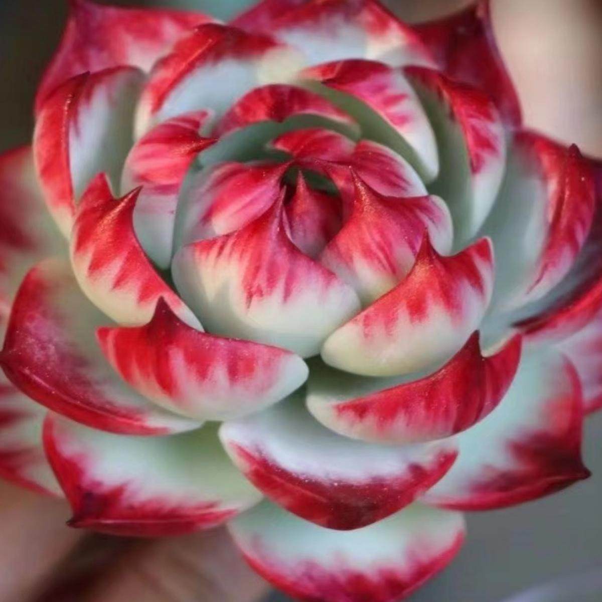 惊鸿仙子多肉植物盆栽超仙气薄叶型肉肉植物室内阳台迷你小型盆栽