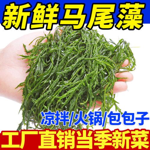 鞭炮笋新鲜海藻盐渍马尾藻海草长寿菜羊栖菜海带海菜火锅食材商用 - 封面