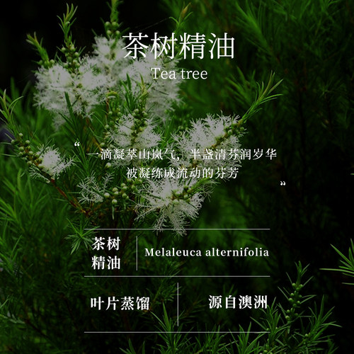茶树精油 单方精油 澳洲 蒸馏提取