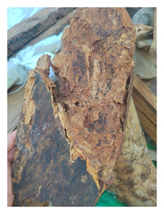 一块老海南迦南香壳子海南黎母山奇楠沉香老壳子，绿奇楠白奇楠