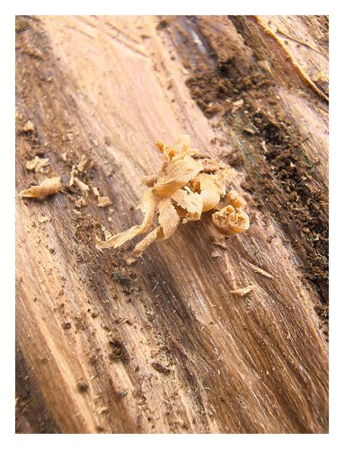 如果你也喜欢沉香，喜欢真的天然的沉香，想品一品天然原生沉香