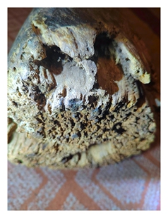 老瑞香科白木沉香10.15公斤海南黎族收藏老料，沉香特征明显蜜香