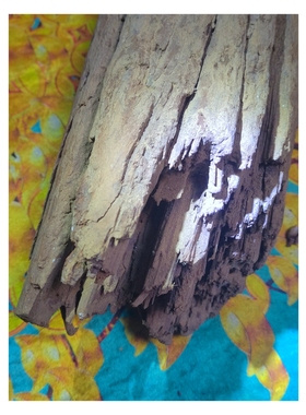 倒架奇楠沉香14.95公斤沉水铁沉，瑞香科沉香特征明显鸭粪绿满油