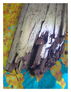 倒架奇楠沉香14.95公斤沉水铁沉 瑞香科沉香特征明显鸭粪绿满油