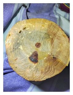 海南黎族收藏海南黄花梨红降，据传为海黄最香的料子，持久降香味